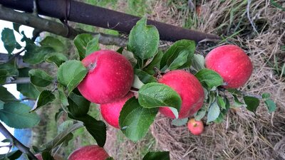 Pomme karminj de sonnaville