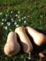 Butternut, légume ancien, octeville