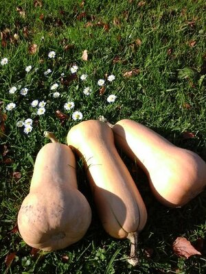 Butternut, légume ancien, octeville