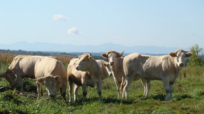 caissette de boeuf