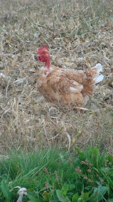 poule en gelée