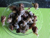 Escargots vifs à jeun