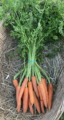Botte carottes primeurs