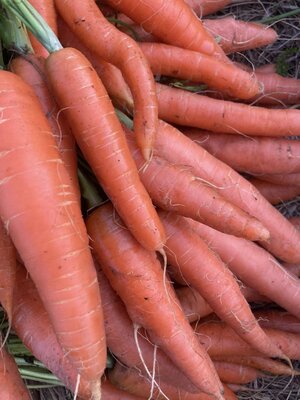 Carottes primeurs vrac