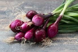 Botte oignons nouveaux rouge