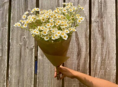Fleurs botte - camomille