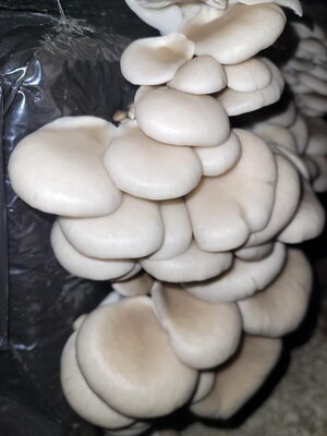 Pleurote grise