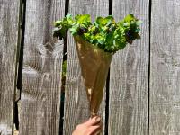 Fleurs botte - cerinthe