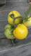 Pomme de terre nouvelle bio marabel - image 2