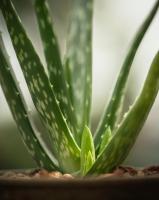 Plant d'aloe vera en pot