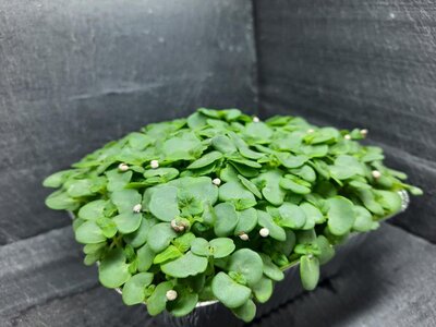 Micropousses de shiso vert