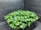 Micropousses de shiso vert - image 2