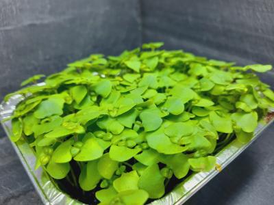 Micropousses de basilic menthe