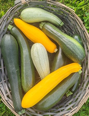 Mélange courgettes petit format