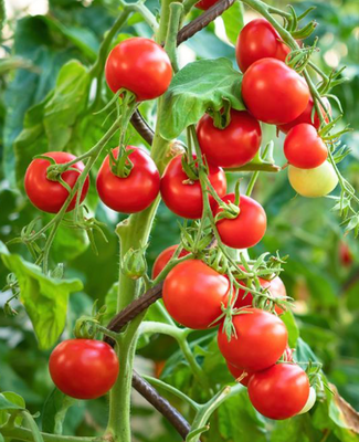 🍅 tomates cerise