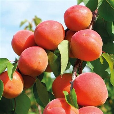 Abricots de la drôme