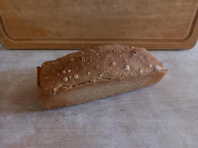 Pain 100% engrain (petit epeautre) 500g