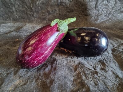 Aubergine