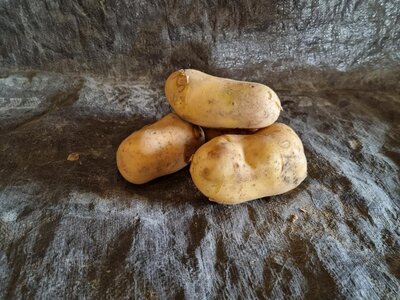 Pomme de terre louisiana