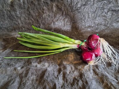 Oignon rouge botte