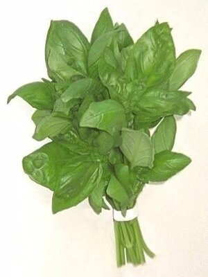 Basilic