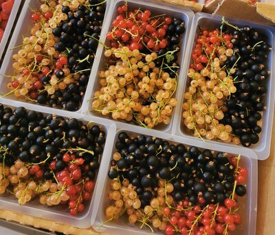 Groseilles et cassis