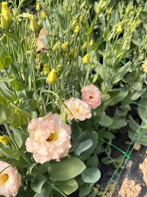 Botte de lisianthus couleur champagne 5 tiges