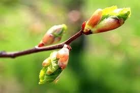 Bourgeon synergie drainage