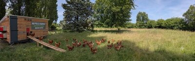 🥚 l'œuf bio de pâturage