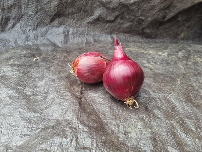 Oignon rouge