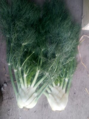 Fenouil