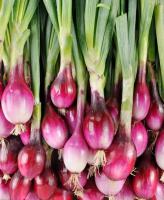 Oignon rouge botte