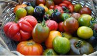 Tomates
