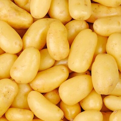 Pomme de terre nouvelles