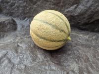 Melon