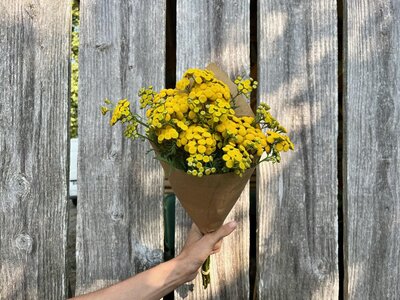 Fleurs botte - tanaisie