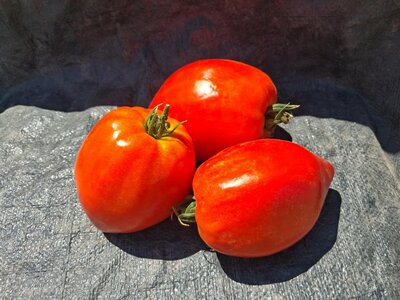 Tomate coeur de boeuf