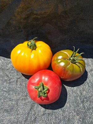 Tomate ancienne mélange