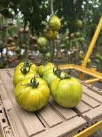 Tomate green zebra
