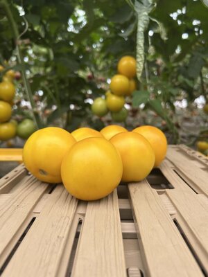 Tomate ronde  jaune