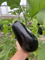 Aubergine