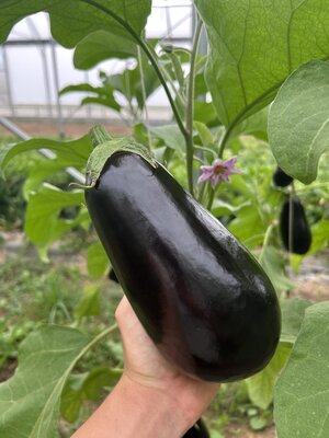 Aubergine
