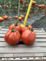 Tomate ancienne