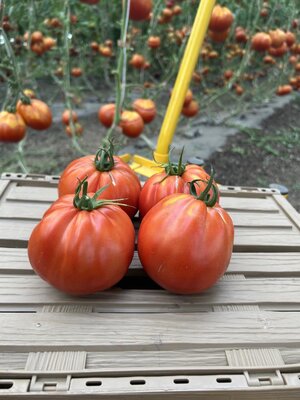 Tomate ancienne