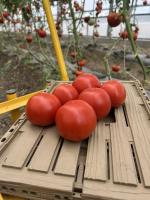 Tomate ronde rouge