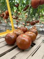 Tomate ronde noire