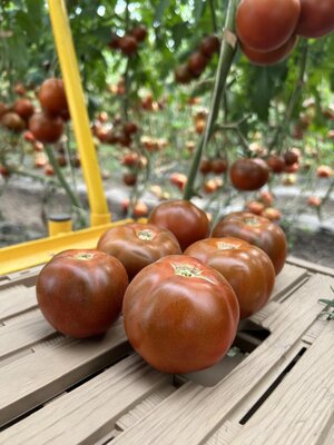 Tomate ronde noire