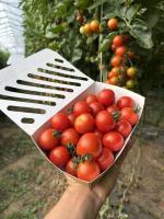 Tomates cerises rouges