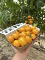 Tomates cerises jaunes