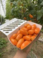 Tomates cerises olivettes oranges